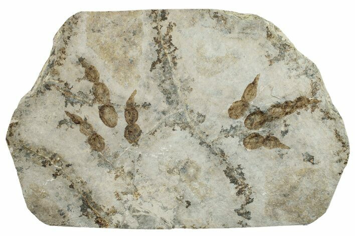 Plate of Dinosaur (Grallator) Tracks - Negative Impressions #254012